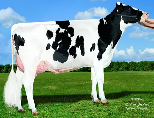 ABS Global - Sementales Holstein