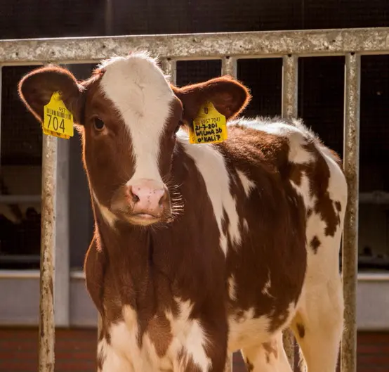 Farm-O-San Pulmosure LD - Imagen 2